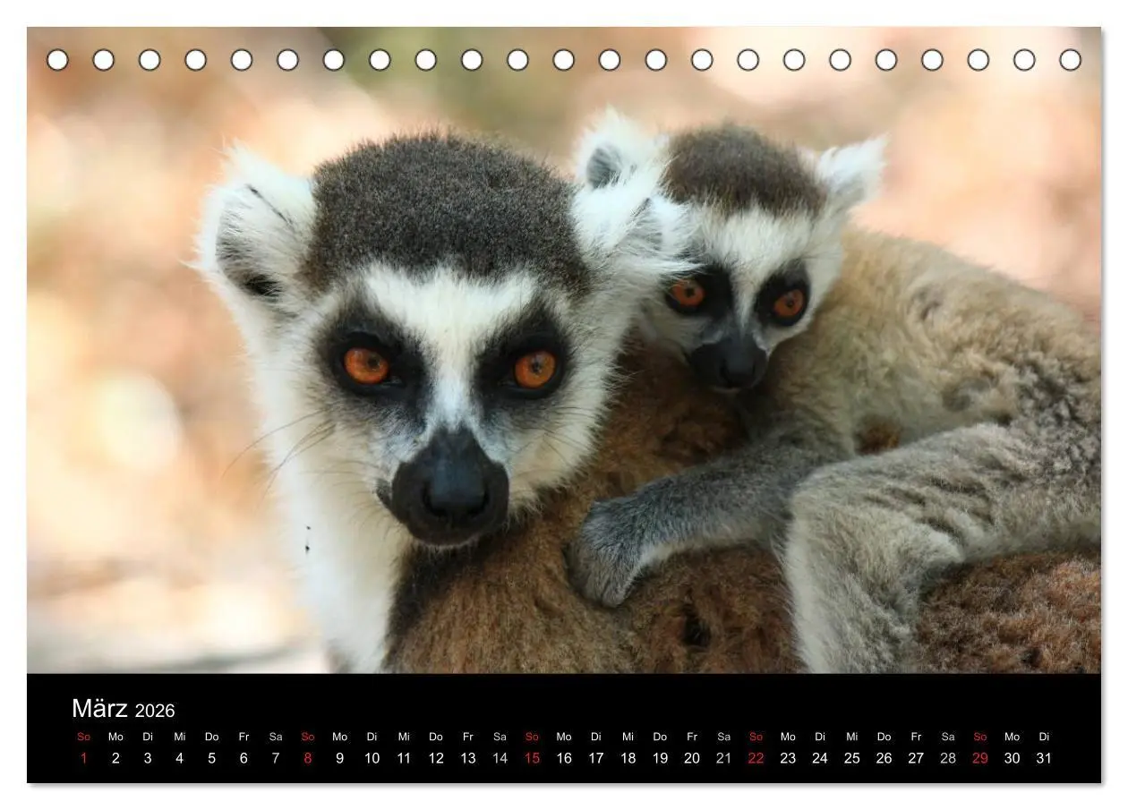 Bild: 9783457959565 | Abenteuer Madagaskar (Tischkalender 2026 DIN A5 quer), CALVENDO...