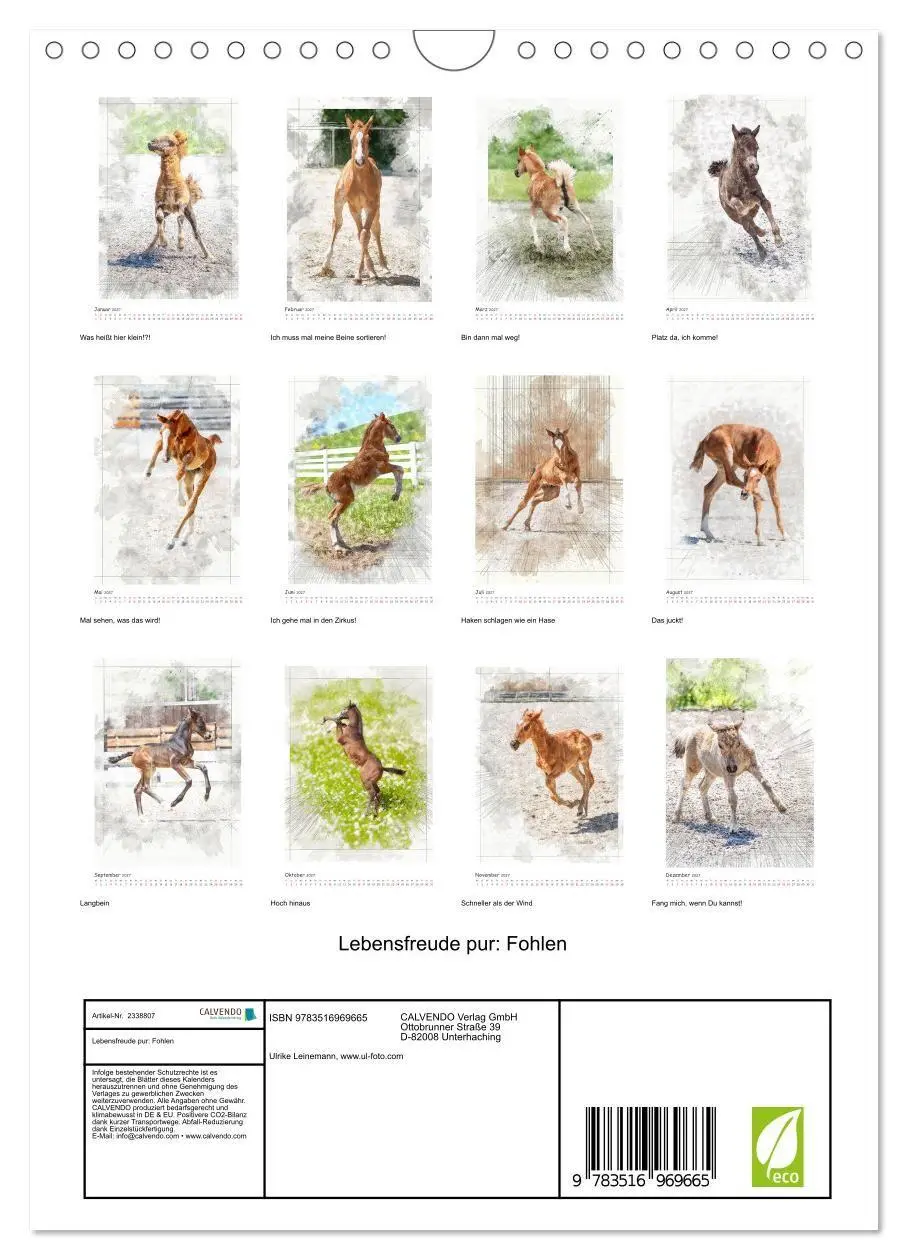 Bild: 9783516969665 | Lebensfreude pur: Fohlen (Wandkalender 2027 DIN A4 hoch), CALVENDO...