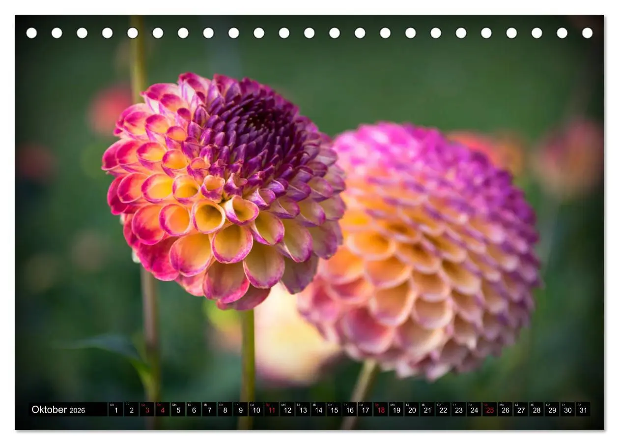Bild: 9783457929865 | Dahlien - Blumenwunder der Natur (Tischkalender 2026 DIN A5 quer),...
