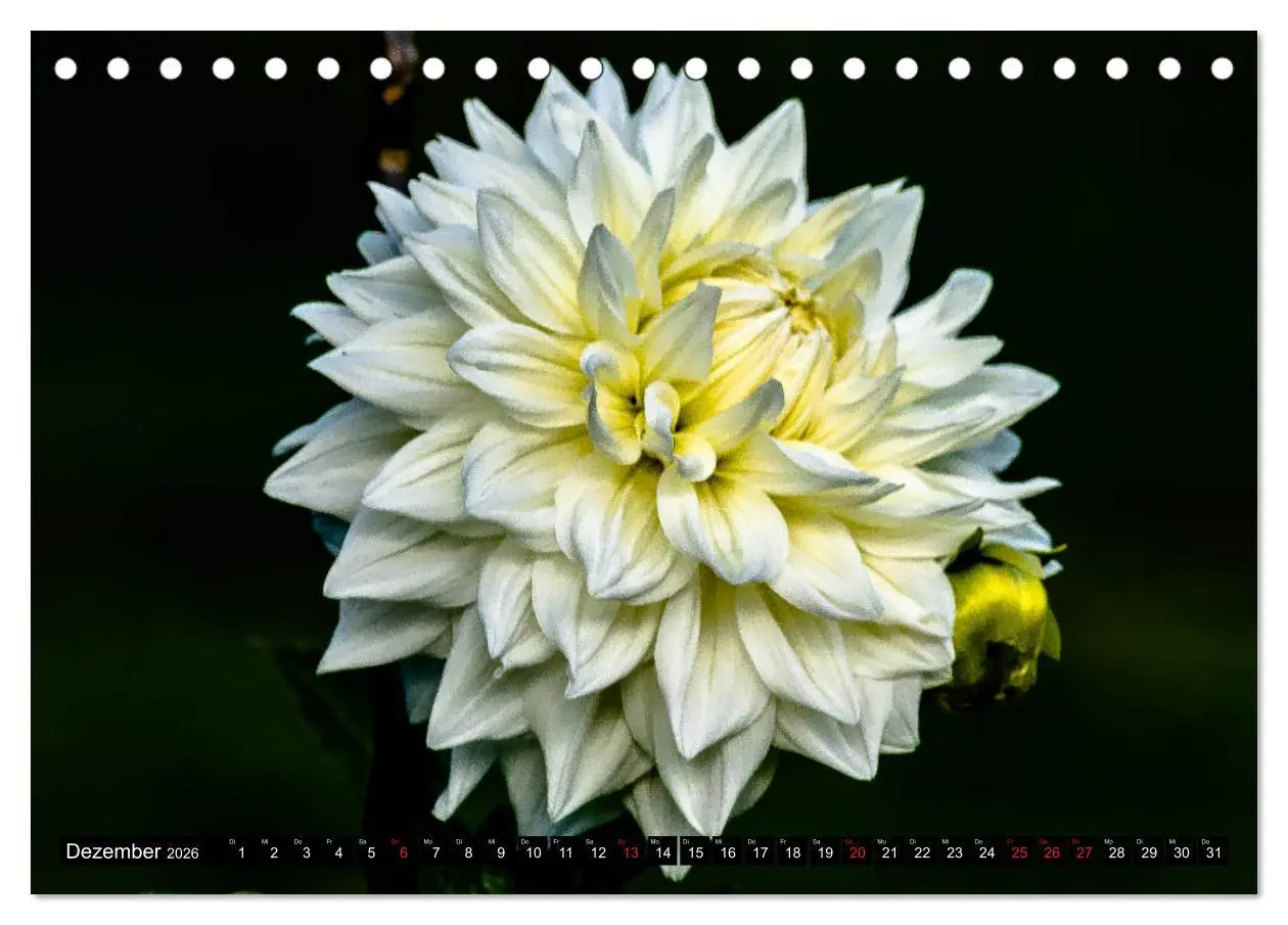 Bild: 9783457929865 | Dahlien - Blumenwunder der Natur (Tischkalender 2026 DIN A5 quer),...