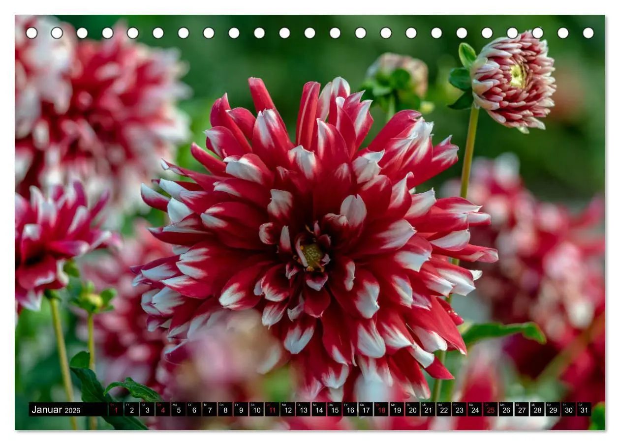 Bild: 9783457929865 | Dahlien - Blumenwunder der Natur (Tischkalender 2026 DIN A5 quer),...