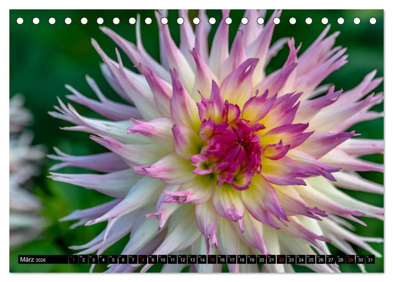 Bild: 9783457929865 | Dahlien - Blumenwunder der Natur (Tischkalender 2026 DIN A5 quer),...