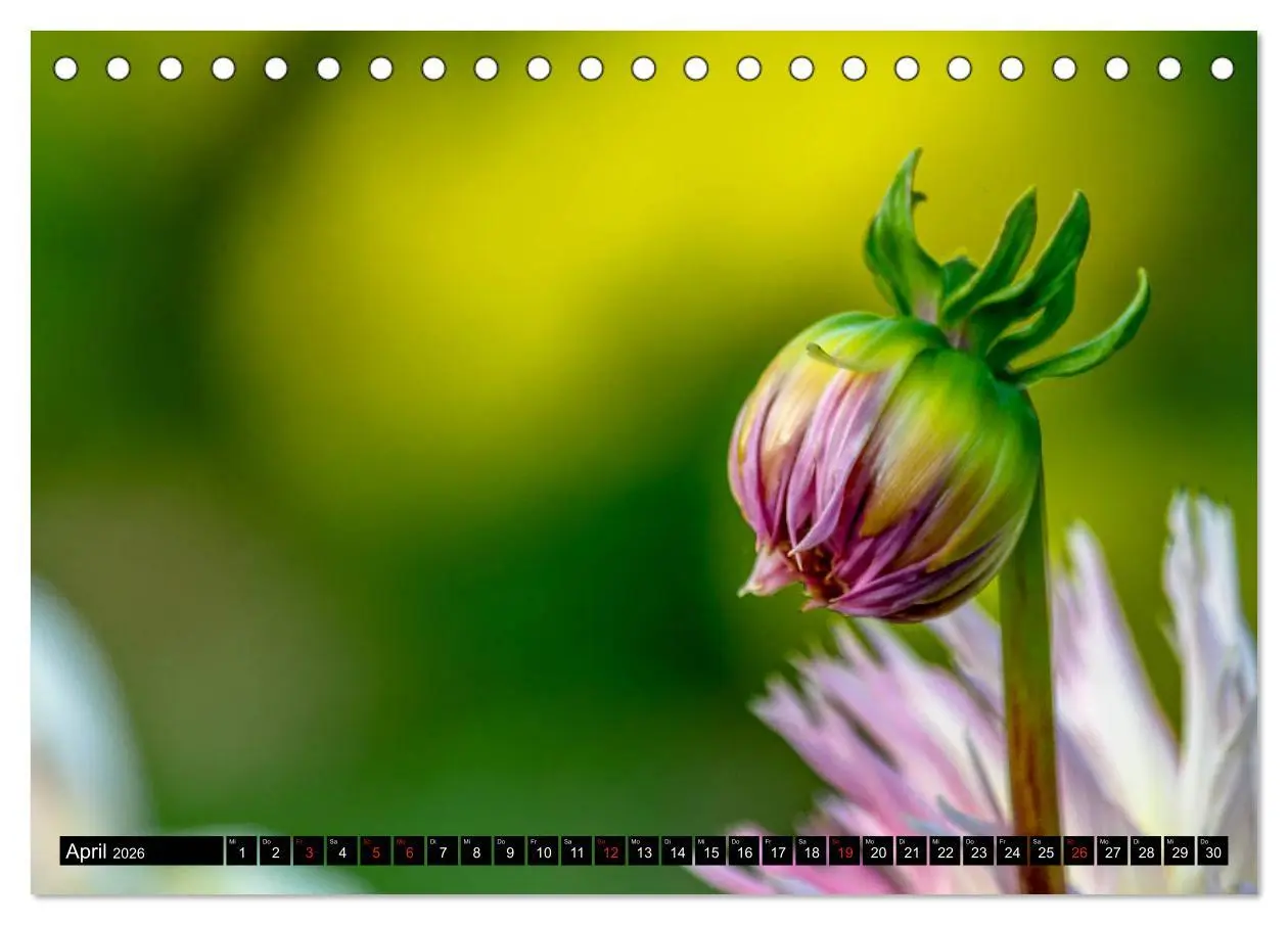 Bild: 9783457929865 | Dahlien - Blumenwunder der Natur (Tischkalender 2026 DIN A5 quer),...