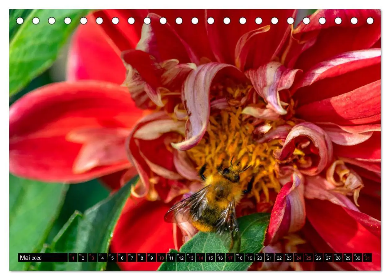 Bild: 9783457929865 | Dahlien - Blumenwunder der Natur (Tischkalender 2026 DIN A5 quer),...
