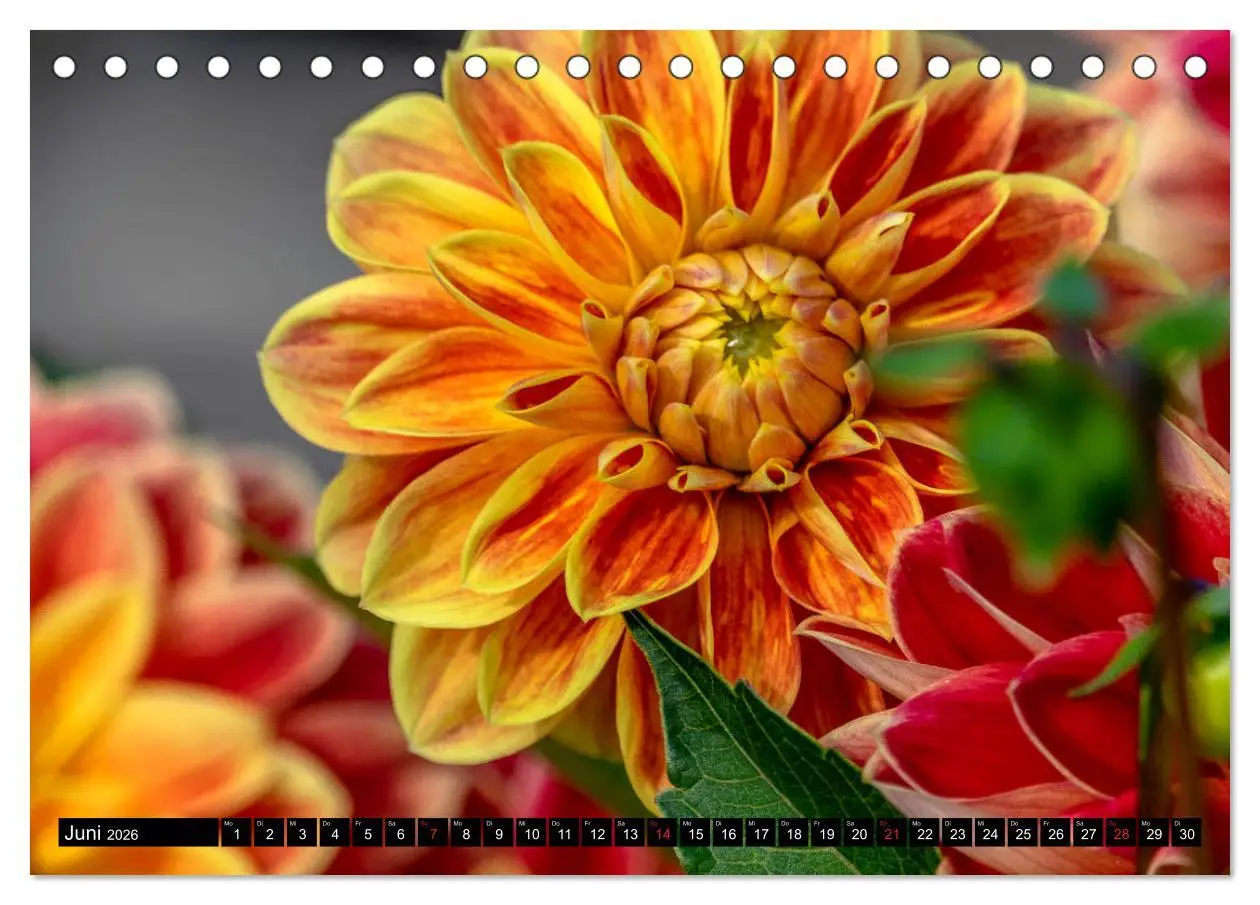 Bild: 9783457929865 | Dahlien - Blumenwunder der Natur (Tischkalender 2026 DIN A5 quer),...