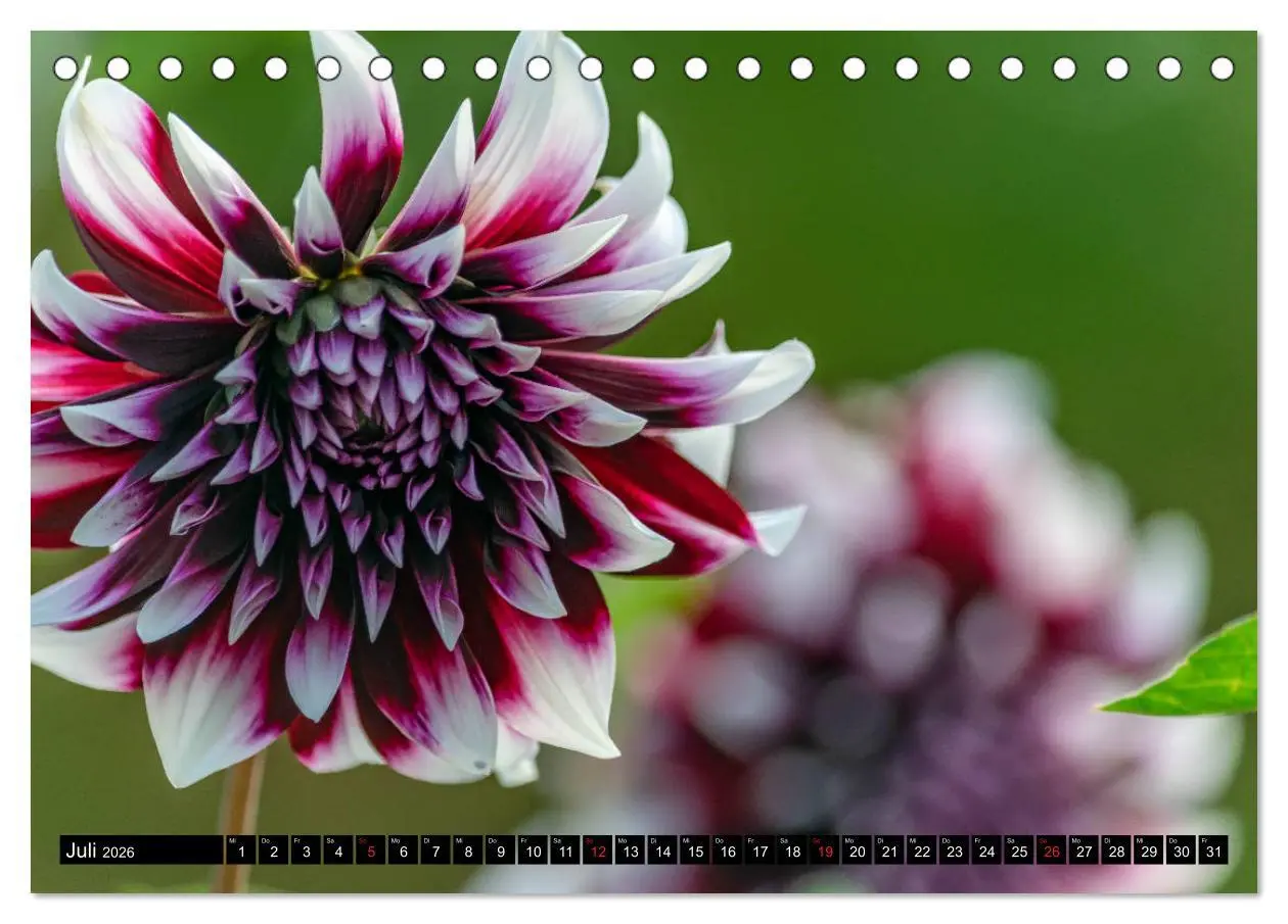 Bild: 9783457929865 | Dahlien - Blumenwunder der Natur (Tischkalender 2026 DIN A5 quer),...