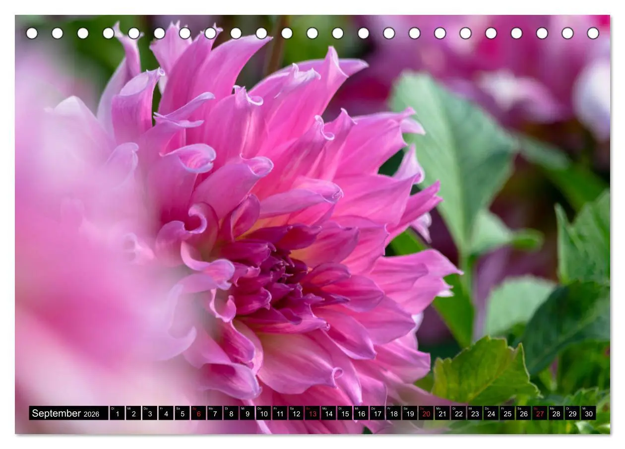 Bild: 9783457929865 | Dahlien - Blumenwunder der Natur (Tischkalender 2026 DIN A5 quer),...