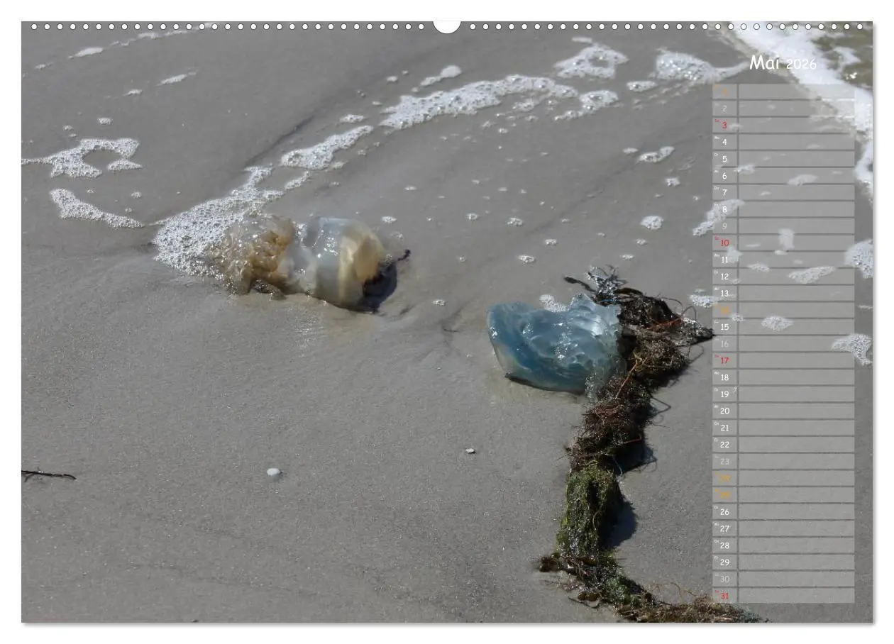 Bild: 9783516179965 | Strandspaziergang / Geburtstagskalender (Wandkalender 2026 DIN A2...