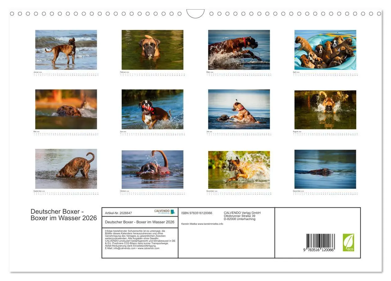 Bild: 9783516120066 | Deutscher Boxer - Boxer im Wasser 2026 (Wandkalender 2026 DIN A3...