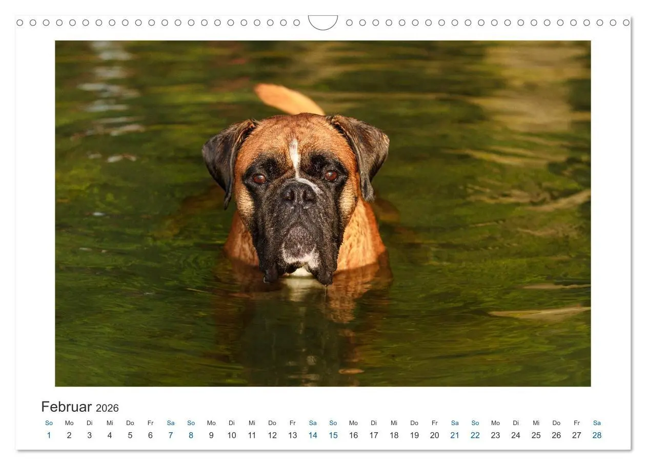 Bild: 9783516120066 | Deutscher Boxer - Boxer im Wasser 2026 (Wandkalender 2026 DIN A3...