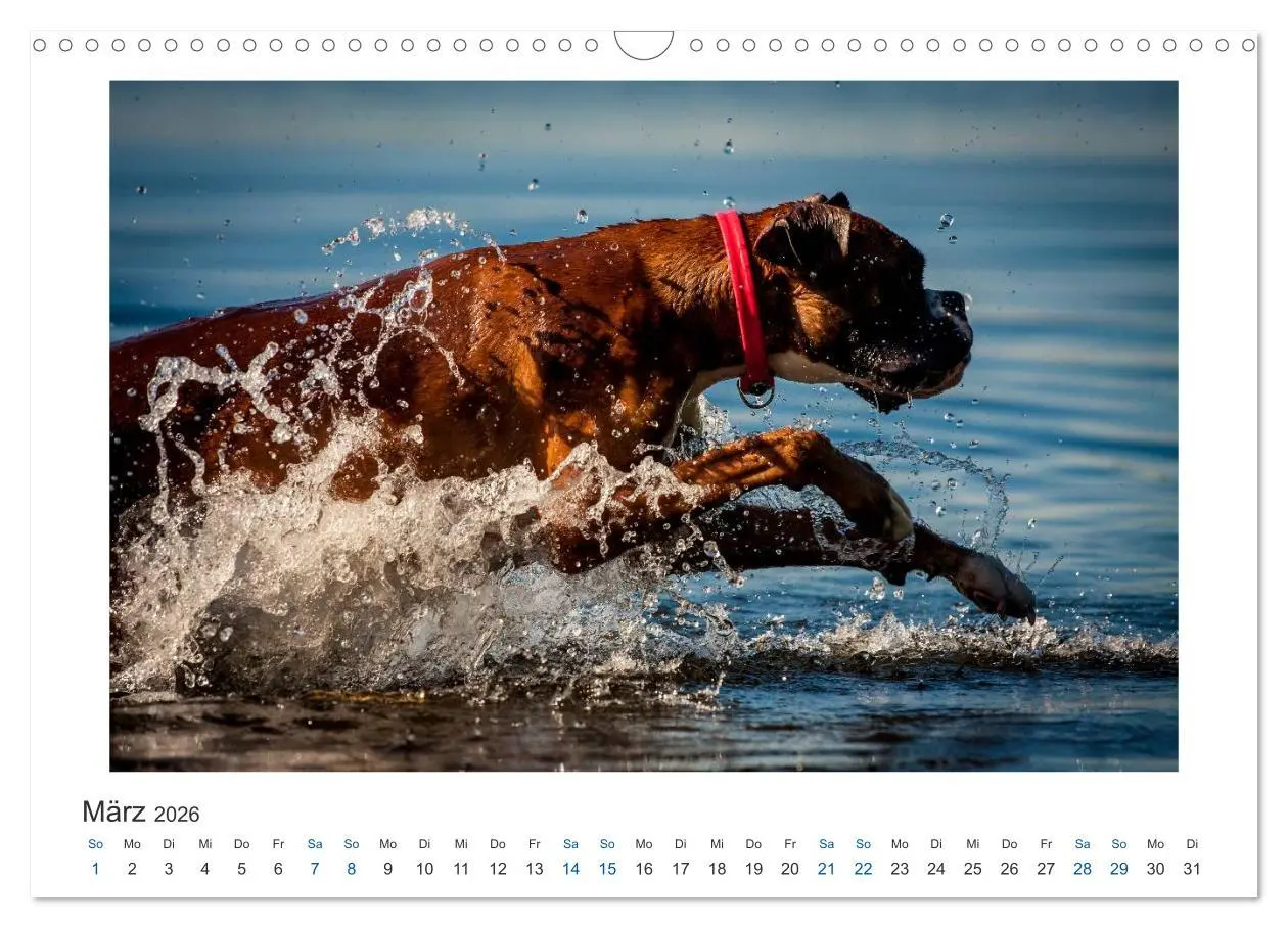 Bild: 9783516120066 | Deutscher Boxer - Boxer im Wasser 2026 (Wandkalender 2026 DIN A3...