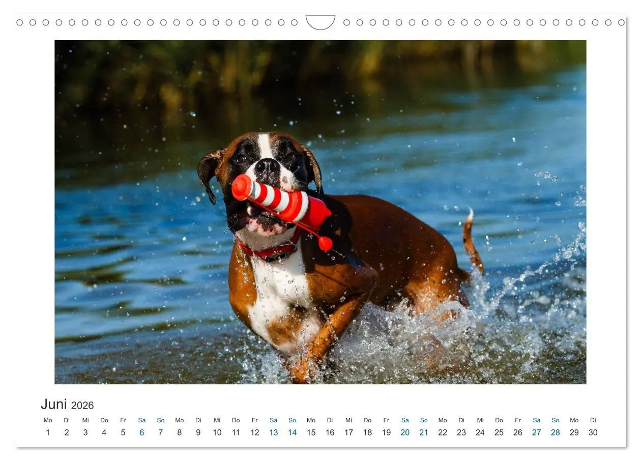 Bild: 9783516120066 | Deutscher Boxer - Boxer im Wasser 2026 (Wandkalender 2026 DIN A3...