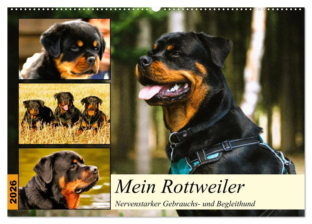 Cover: 9783457570166 | Mein Rottweiler. Nervenstarker Gebrauchs- und Begleithund...
