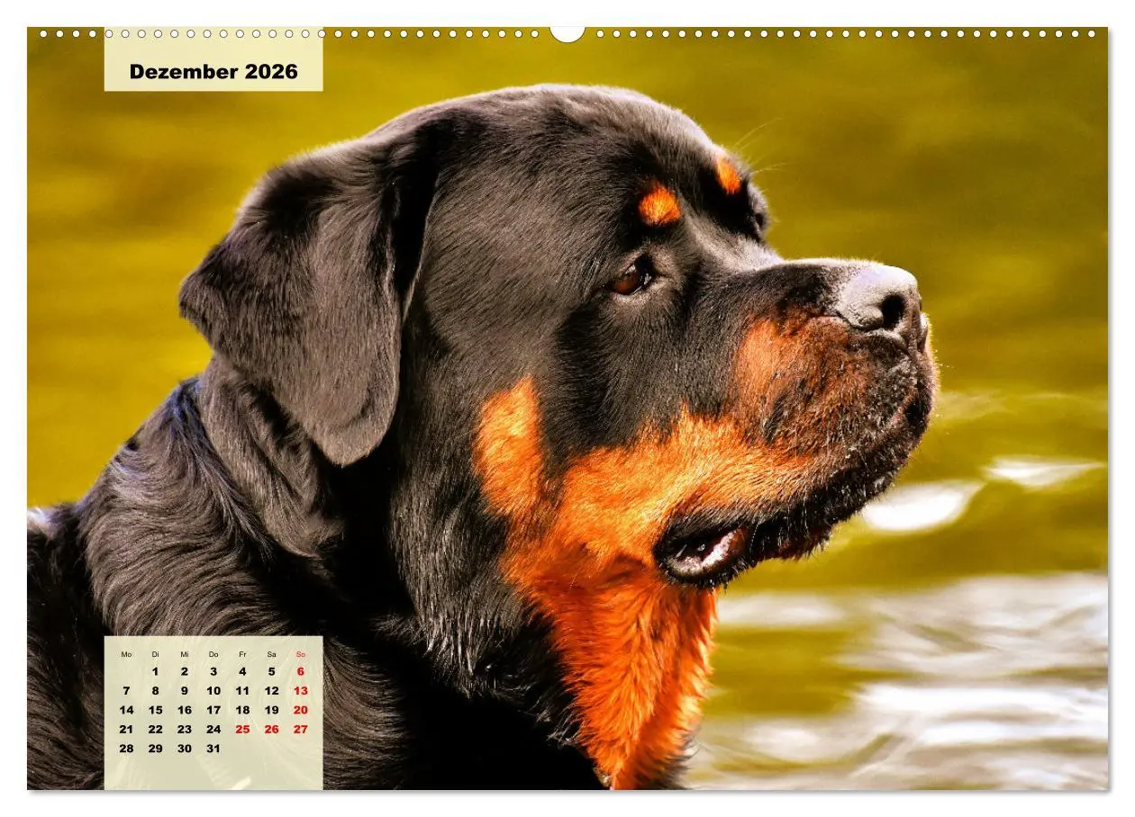 Bild: 9783457570166 | Mein Rottweiler. Nervenstarker Gebrauchs- und Begleithund...