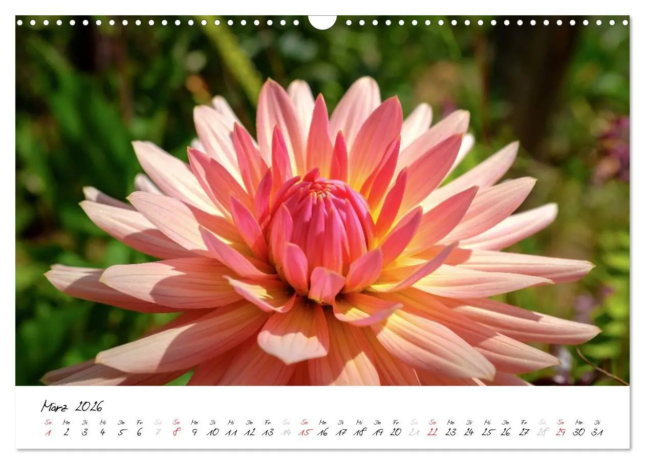 Bild: 9783516020366 | Madeira - ewiger Frühling (Wandkalender 2026 DIN A3 quer), CALVENDO...