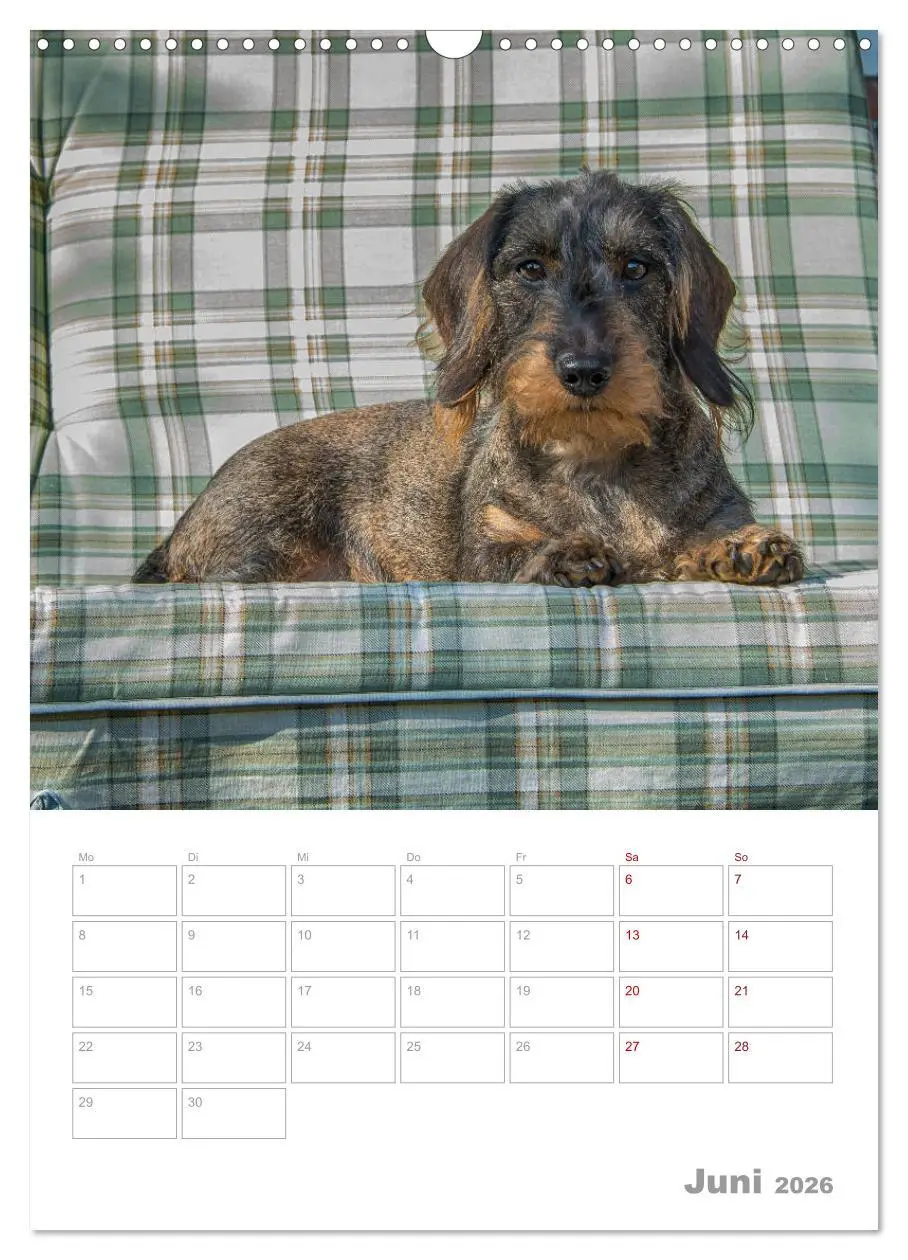 Bild: 9783516400366 | Dackelportraits (Wandkalender 2026 DIN A3 hoch), CALVENDO...