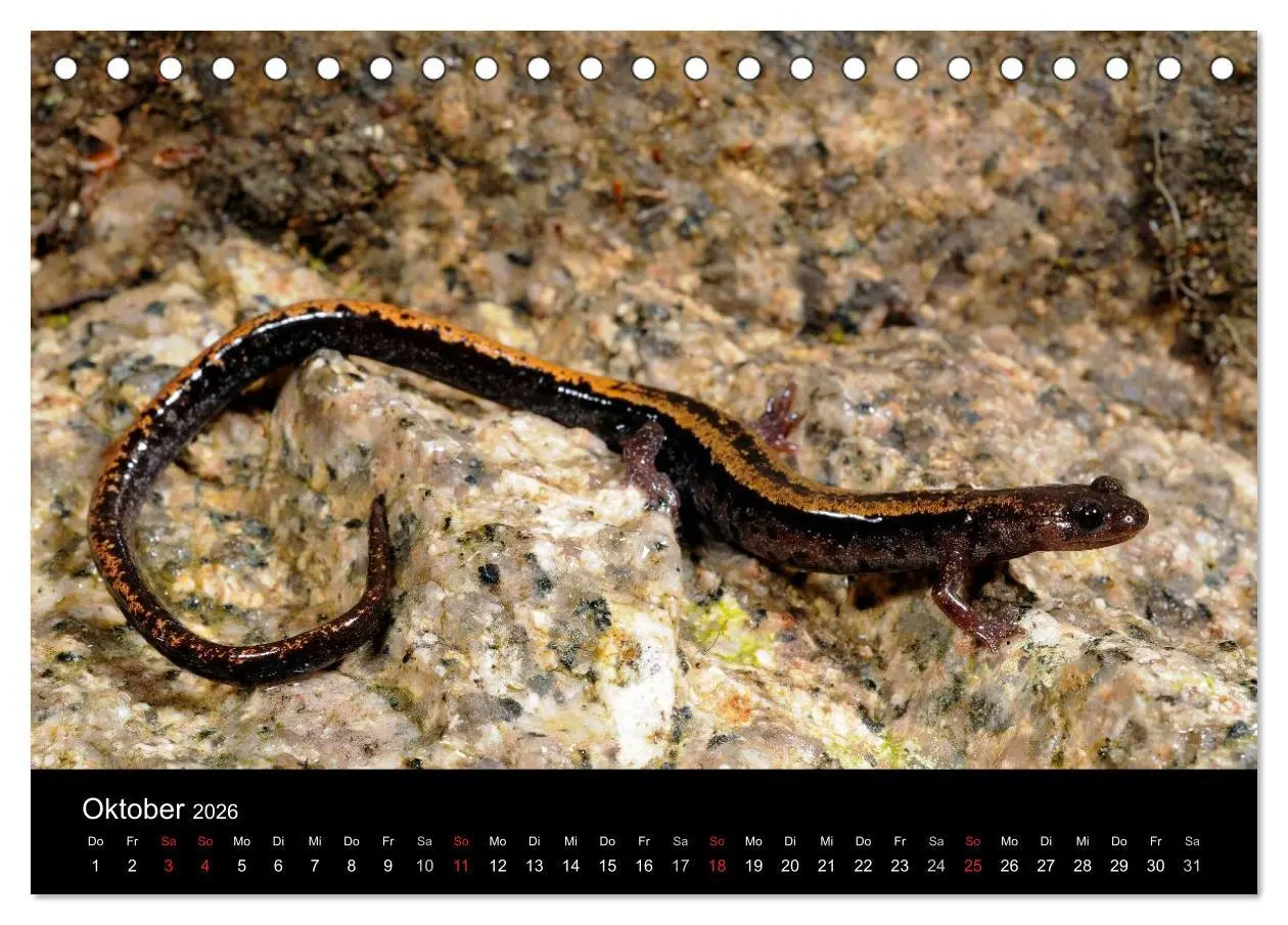 Bild: 9783516170566 | Salamander und Molche (Tischkalender 2026 DIN A5 quer), CALVENDO...