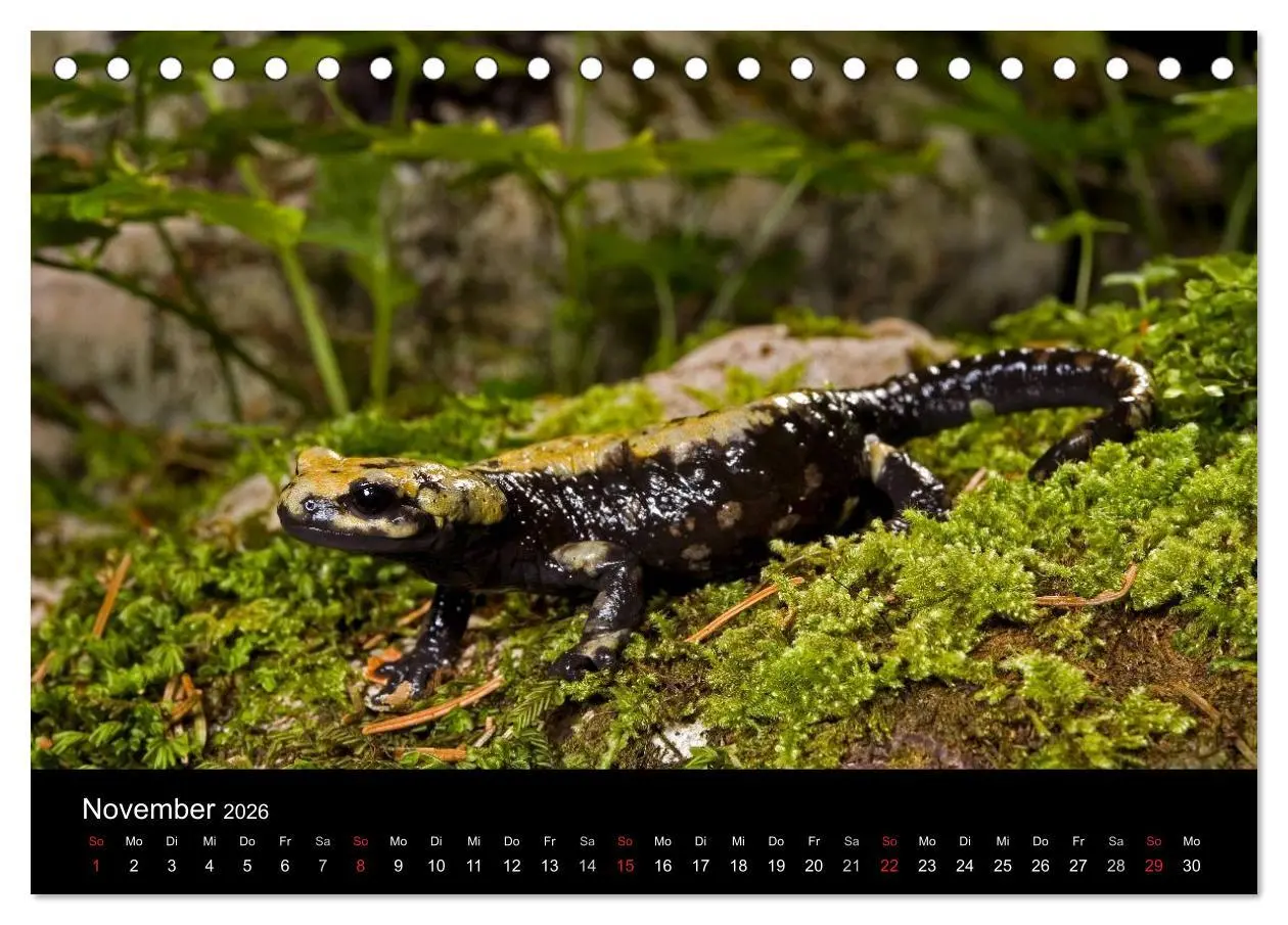 Bild: 9783516170566 | Salamander und Molche (Tischkalender 2026 DIN A5 quer), CALVENDO...
