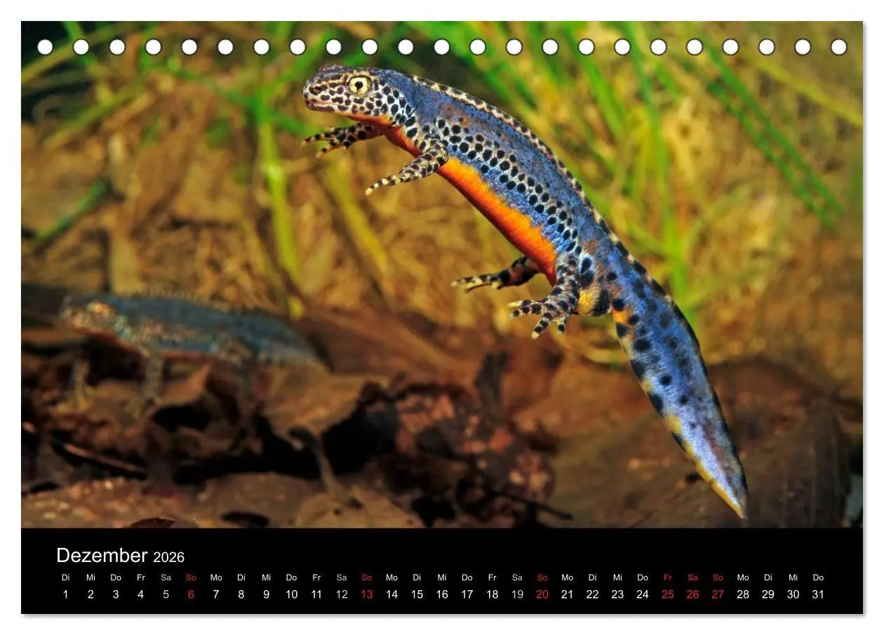 Bild: 9783516170566 | Salamander und Molche (Tischkalender 2026 DIN A5 quer), CALVENDO...