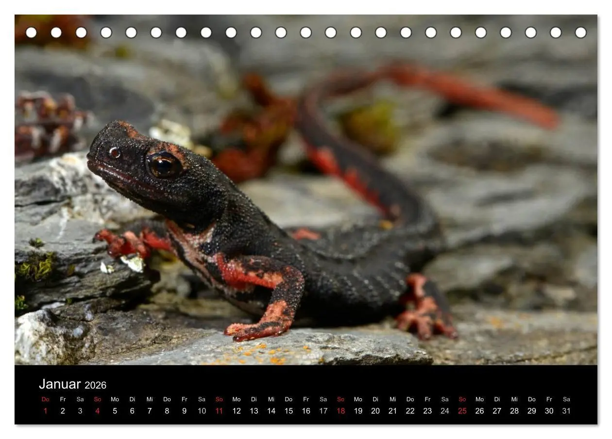 Bild: 9783516170566 | Salamander und Molche (Tischkalender 2026 DIN A5 quer), CALVENDO...
