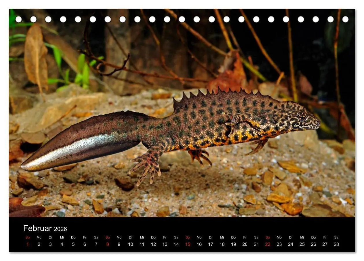 Bild: 9783516170566 | Salamander und Molche (Tischkalender 2026 DIN A5 quer), CALVENDO...