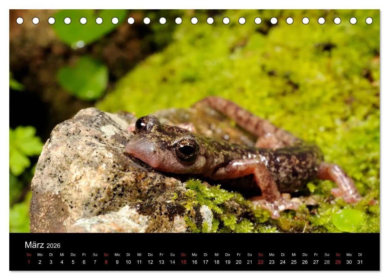 Bild: 9783516170566 | Salamander und Molche (Tischkalender 2026 DIN A5 quer), CALVENDO...