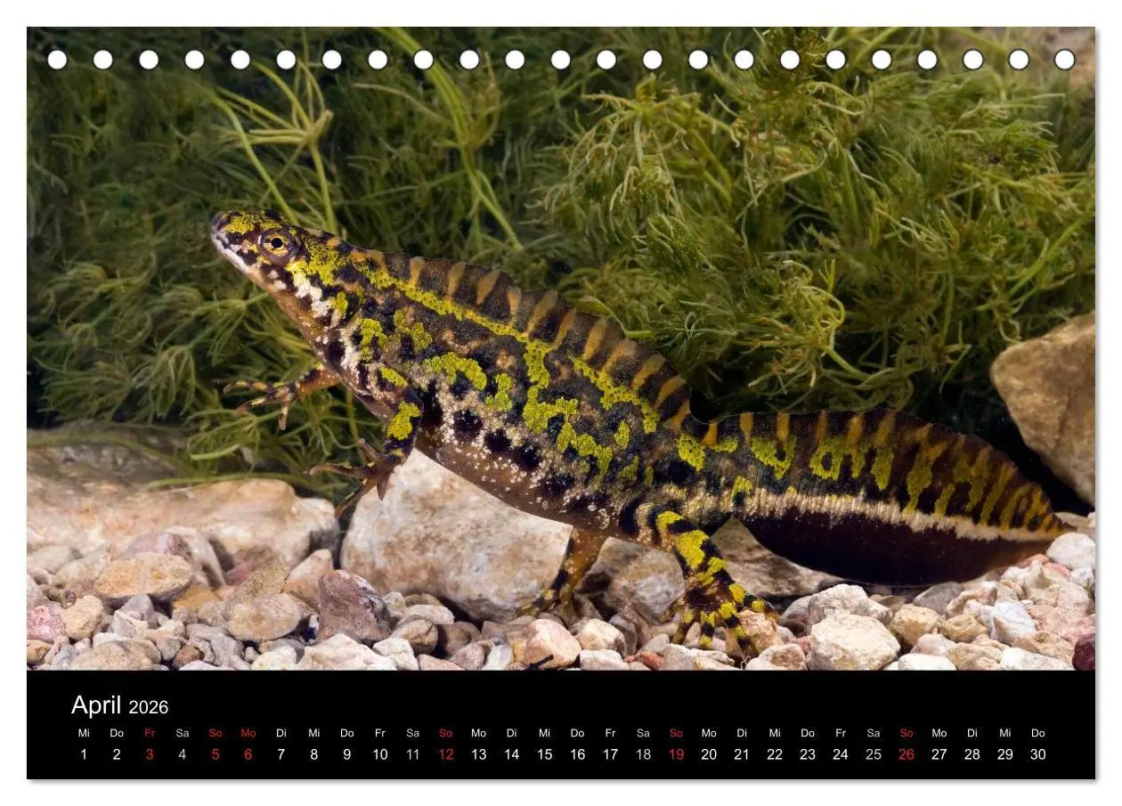 Bild: 9783516170566 | Salamander und Molche (Tischkalender 2026 DIN A5 quer), CALVENDO...