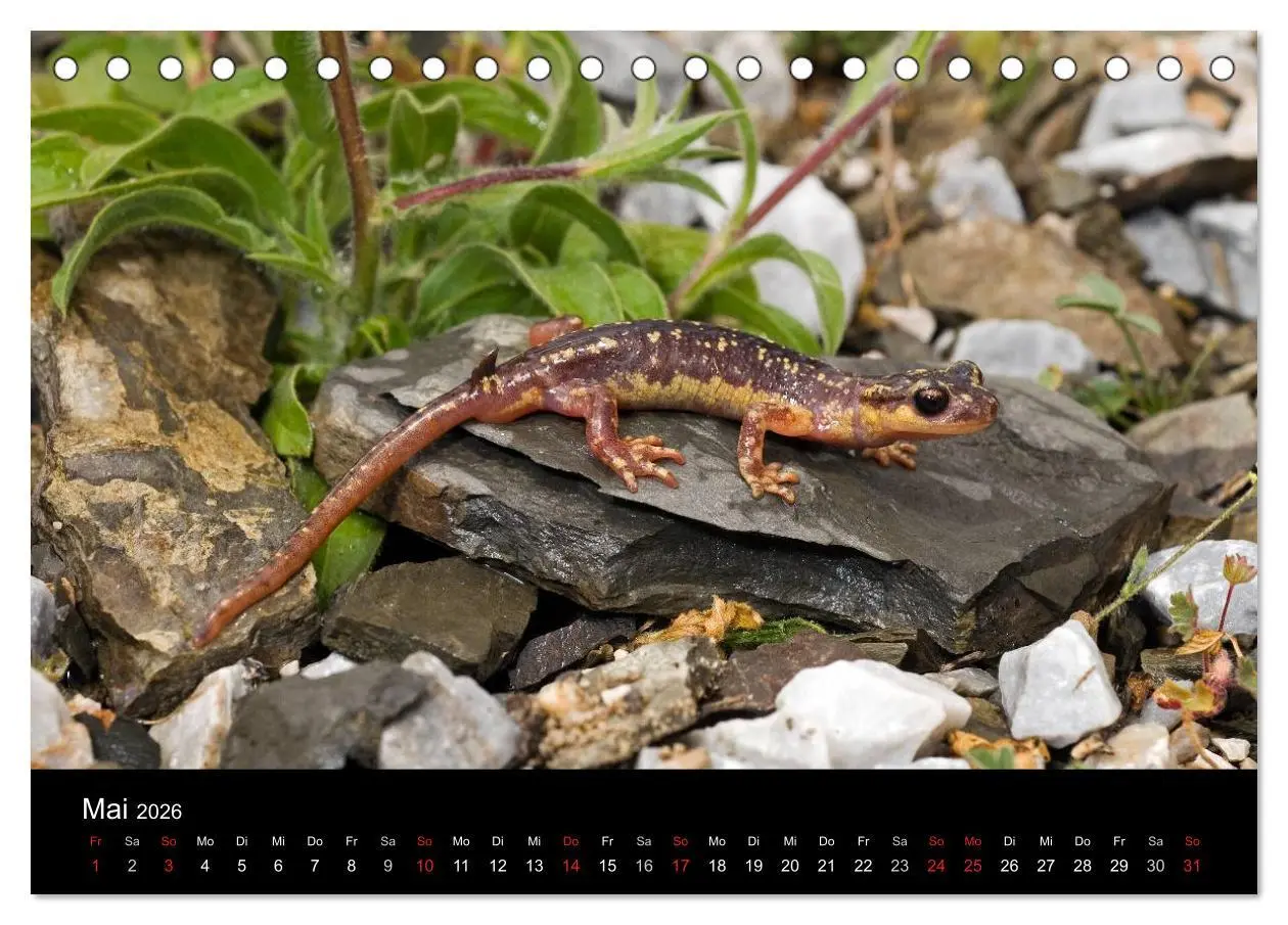 Bild: 9783516170566 | Salamander und Molche (Tischkalender 2026 DIN A5 quer), CALVENDO...