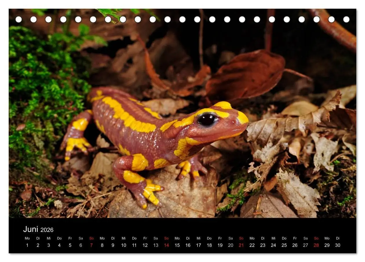 Bild: 9783516170566 | Salamander und Molche (Tischkalender 2026 DIN A5 quer), CALVENDO...