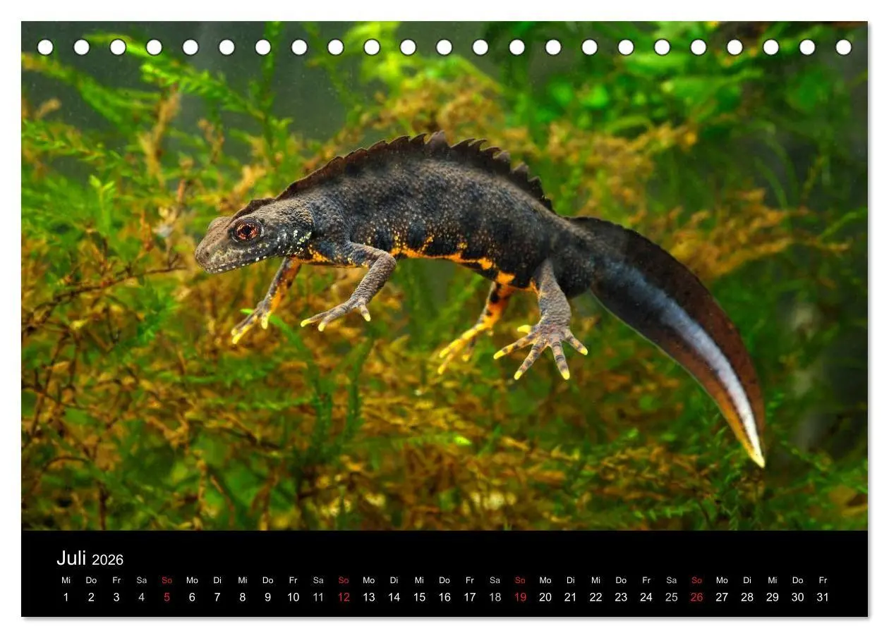 Bild: 9783516170566 | Salamander und Molche (Tischkalender 2026 DIN A5 quer), CALVENDO...