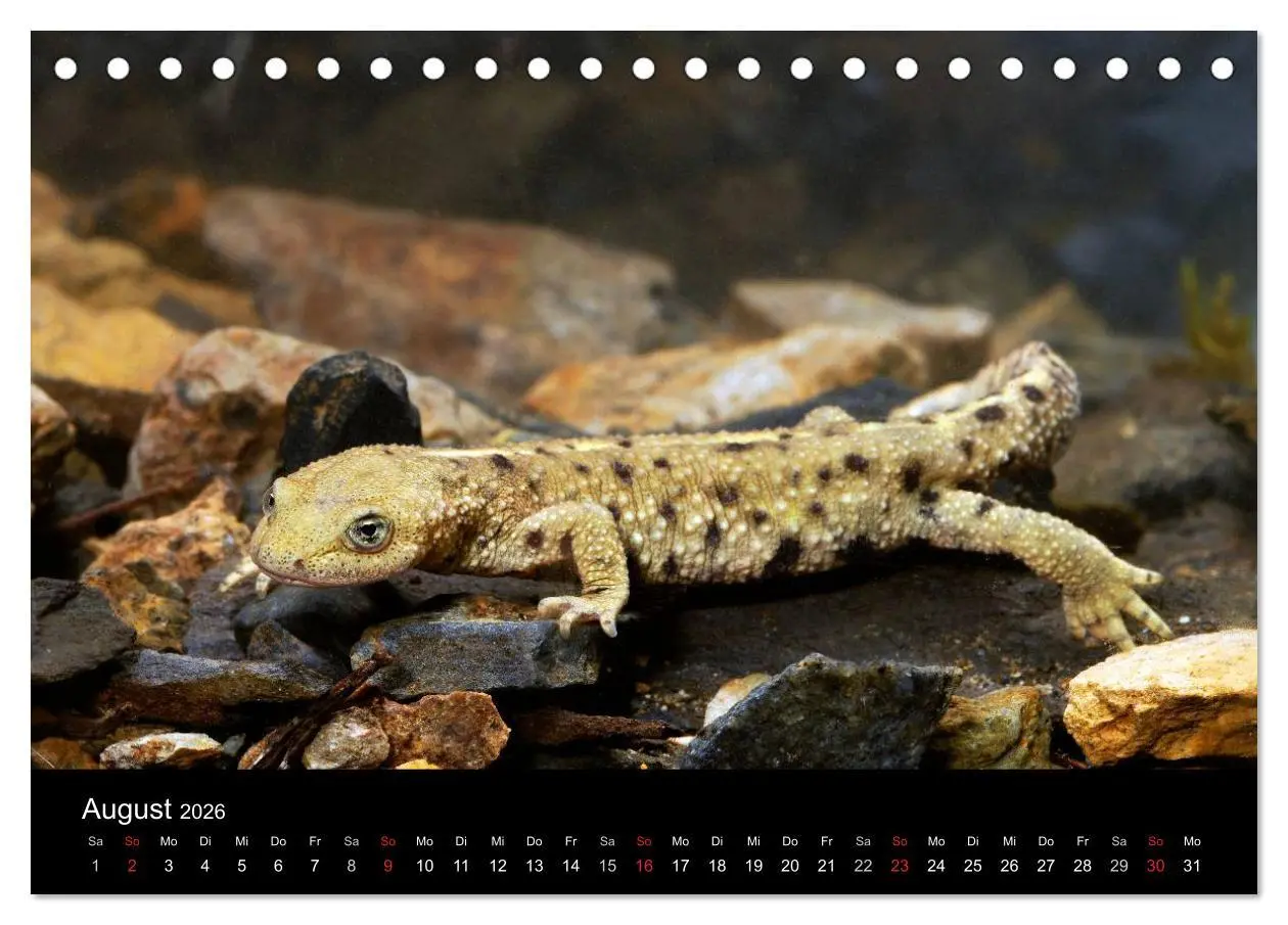 Bild: 9783516170566 | Salamander und Molche (Tischkalender 2026 DIN A5 quer), CALVENDO...