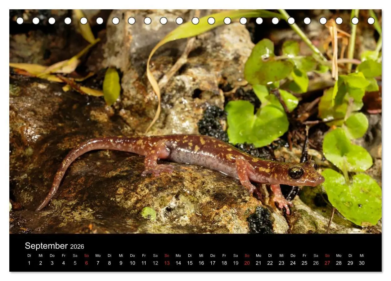 Bild: 9783516170566 | Salamander und Molche (Tischkalender 2026 DIN A5 quer), CALVENDO...