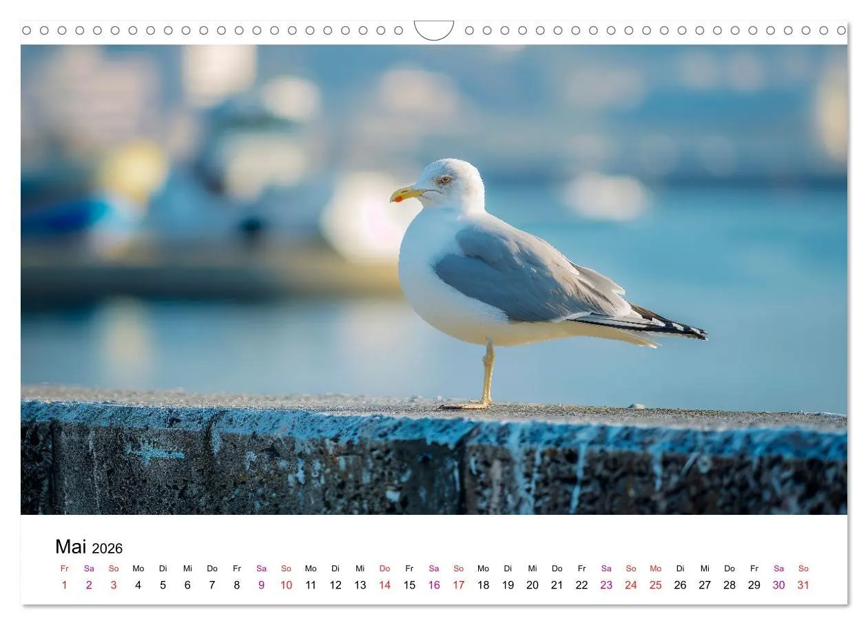 Bild: 9783457380666 | Maritim pur - Möwen (Wandkalender 2026 DIN A3 quer), CALVENDO...