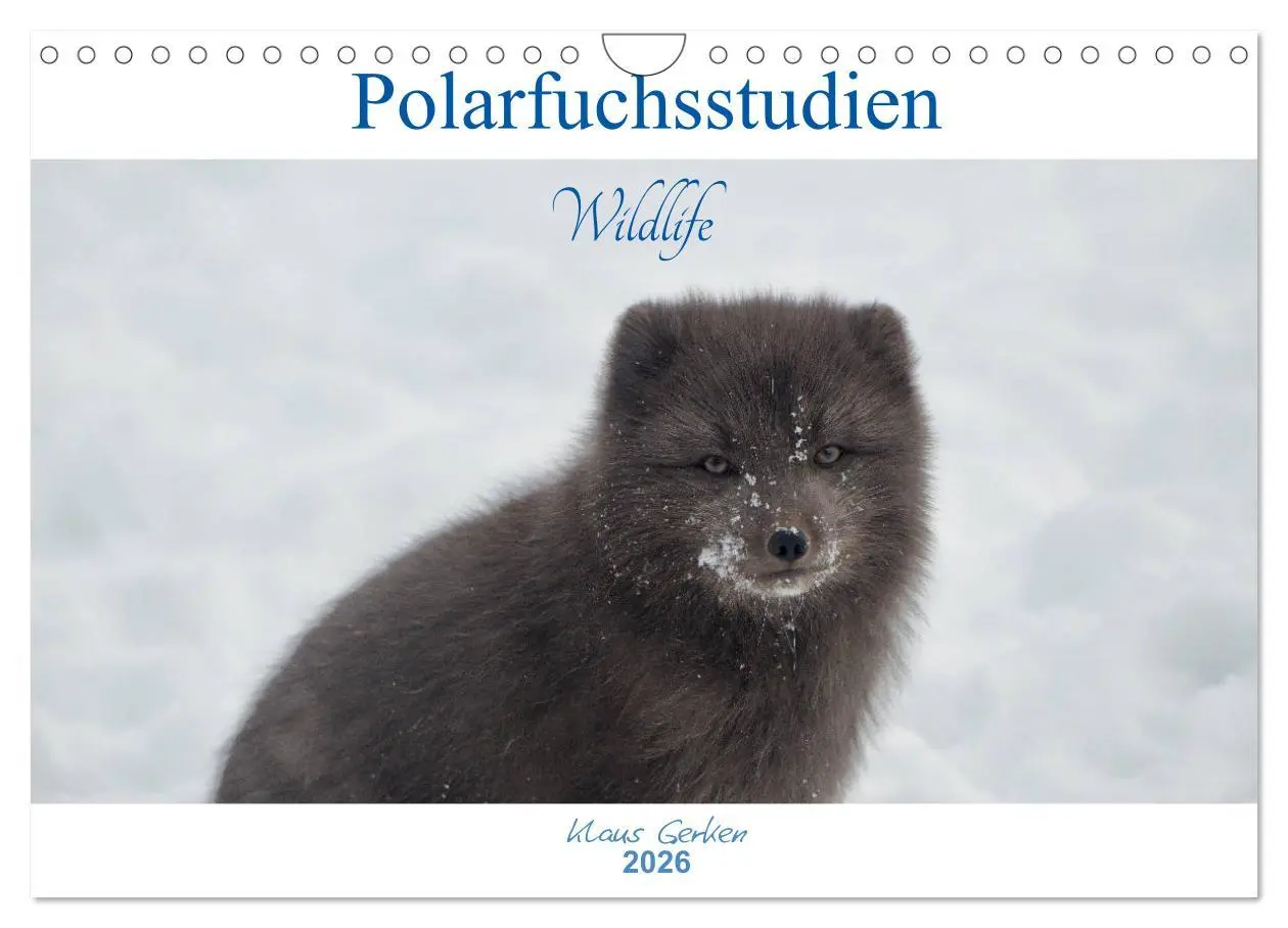 Cover: 9783457900666 | Polarfuchsstudien Wildlife (Wandkalender 2026 DIN A4 quer),...