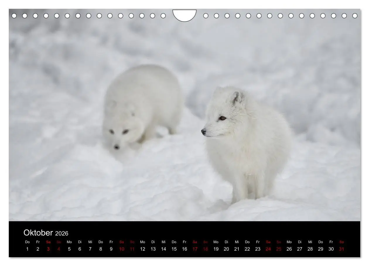 Bild: 9783457900666 | Polarfuchsstudien Wildlife (Wandkalender 2026 DIN A4 quer),...