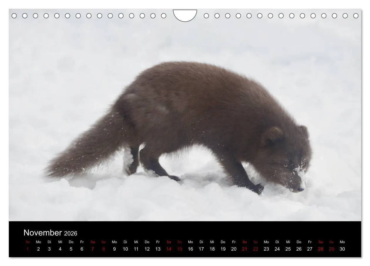 Bild: 9783457900666 | Polarfuchsstudien Wildlife (Wandkalender 2026 DIN A4 quer),...