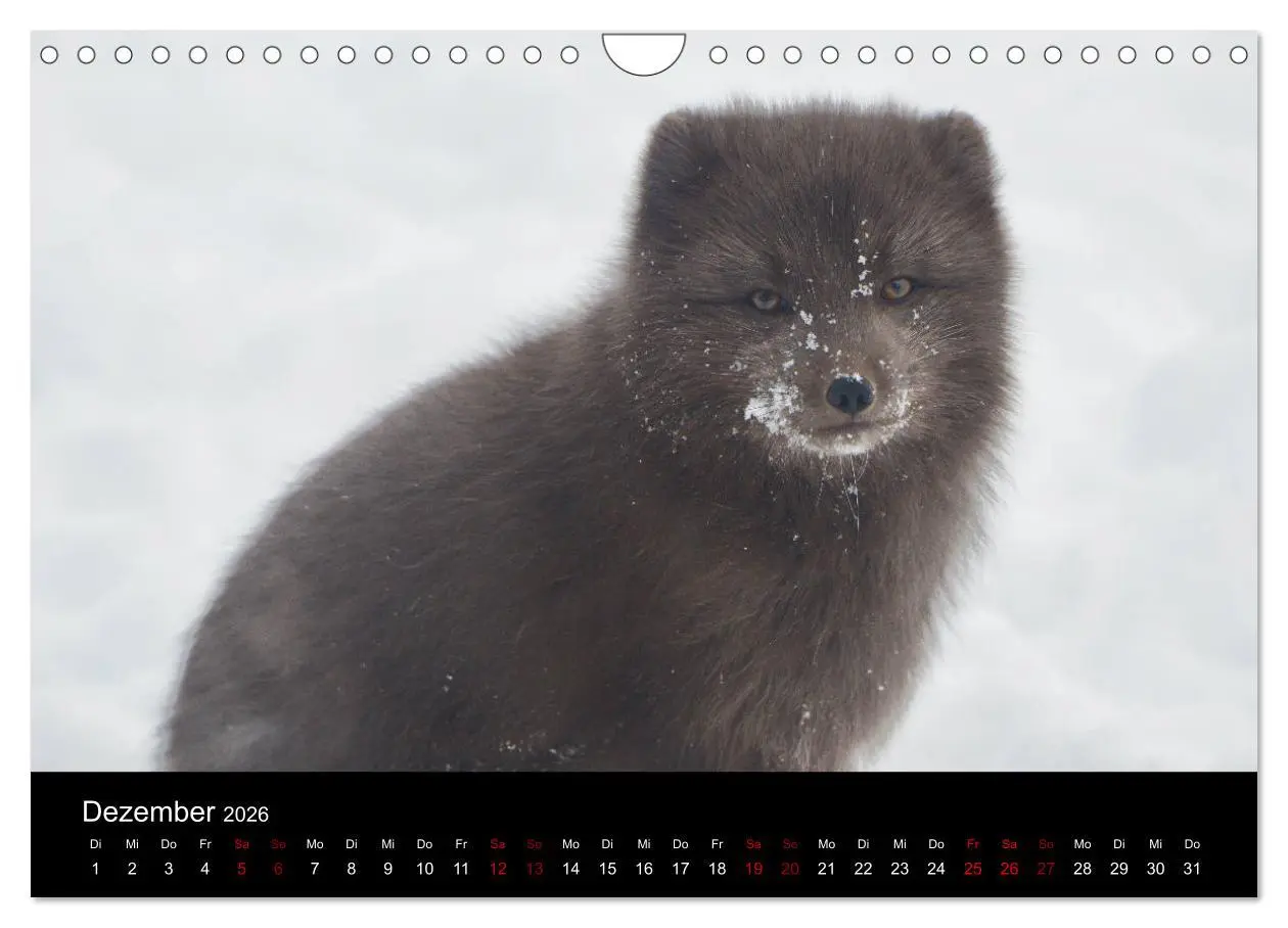 Bild: 9783457900666 | Polarfuchsstudien Wildlife (Wandkalender 2026 DIN A4 quer),...