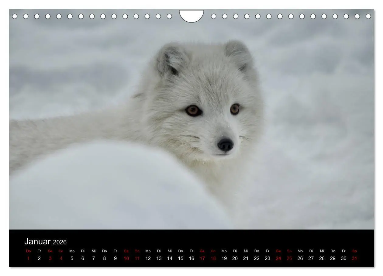 Bild: 9783457900666 | Polarfuchsstudien Wildlife (Wandkalender 2026 DIN A4 quer),...