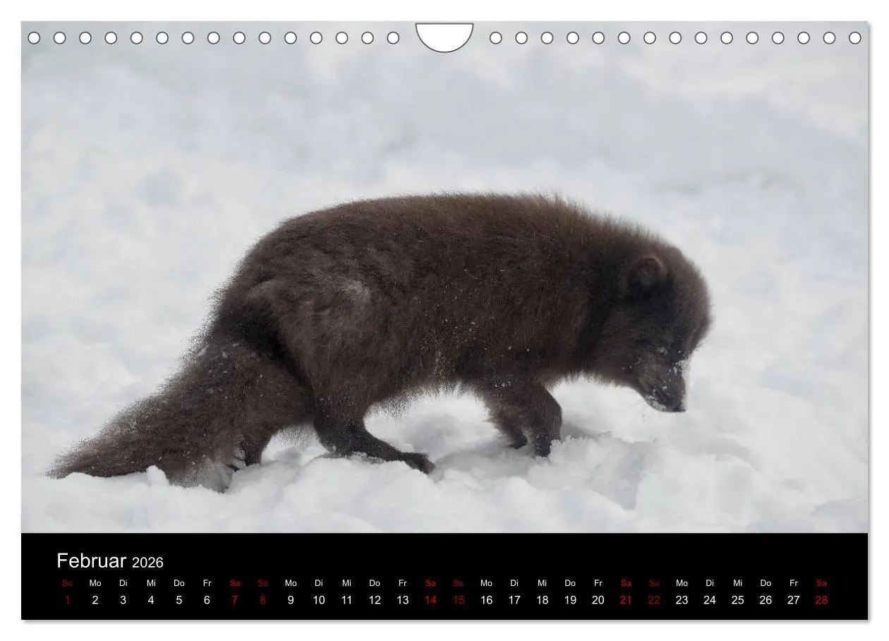 Bild: 9783457900666 | Polarfuchsstudien Wildlife (Wandkalender 2026 DIN A4 quer),...