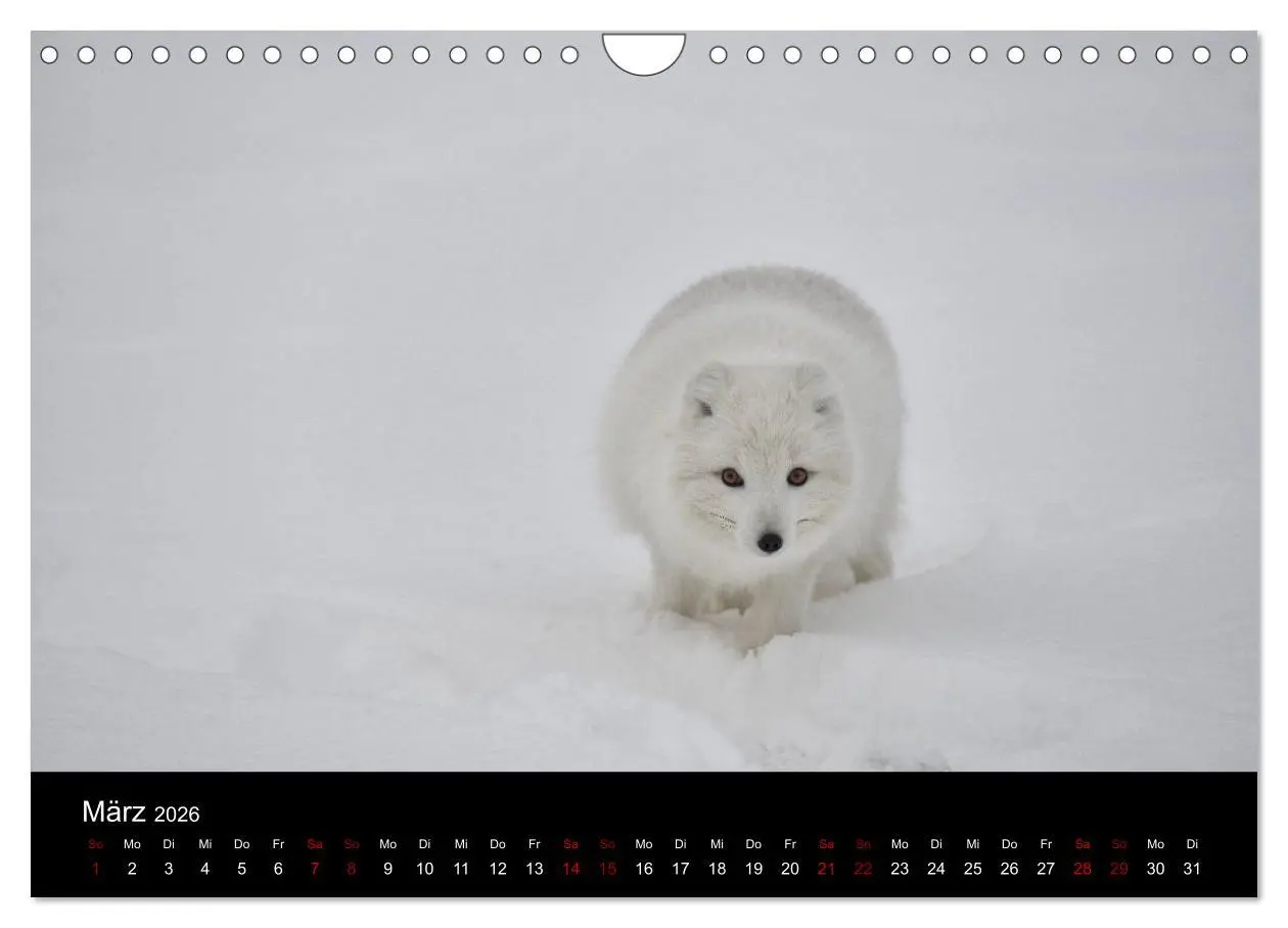 Bild: 9783457900666 | Polarfuchsstudien Wildlife (Wandkalender 2026 DIN A4 quer),...