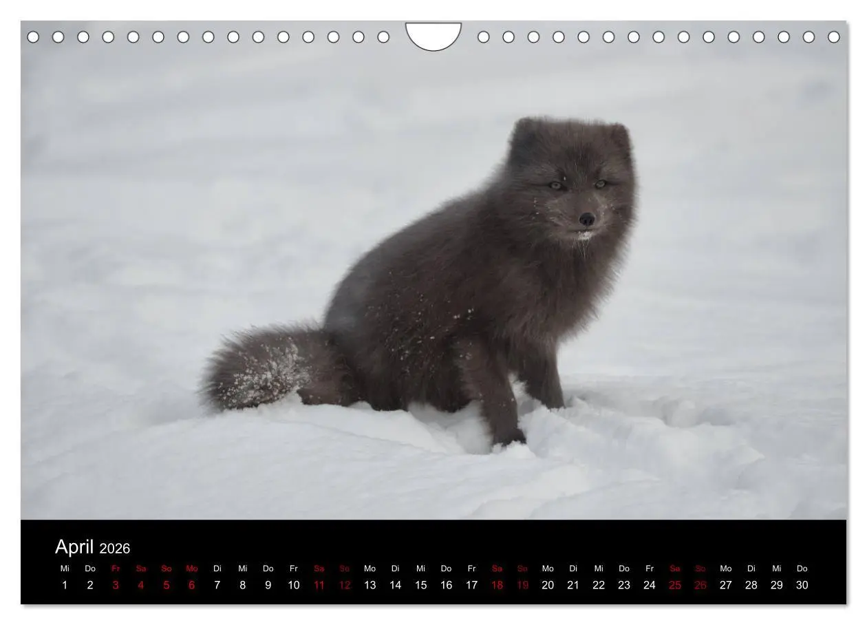 Bild: 9783457900666 | Polarfuchsstudien Wildlife (Wandkalender 2026 DIN A4 quer),...