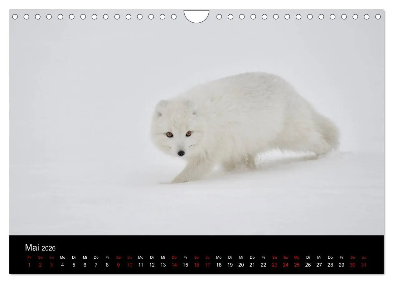Bild: 9783457900666 | Polarfuchsstudien Wildlife (Wandkalender 2026 DIN A4 quer),...