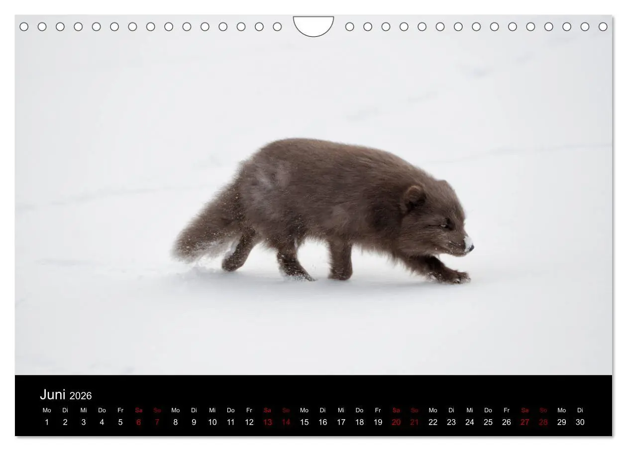 Bild: 9783457900666 | Polarfuchsstudien Wildlife (Wandkalender 2026 DIN A4 quer),...
