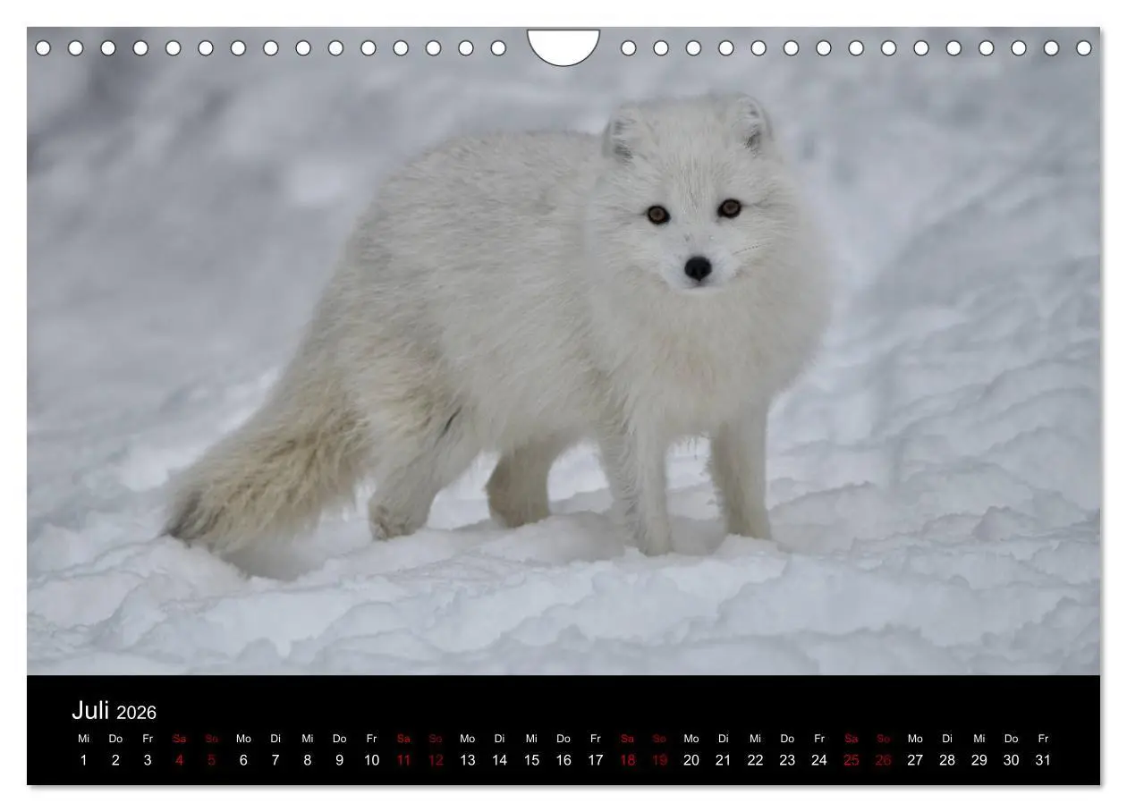 Bild: 9783457900666 | Polarfuchsstudien Wildlife (Wandkalender 2026 DIN A4 quer),...