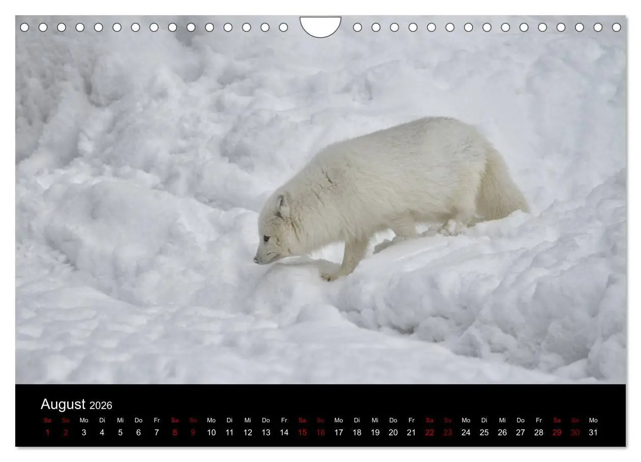 Bild: 9783457900666 | Polarfuchsstudien Wildlife (Wandkalender 2026 DIN A4 quer),...