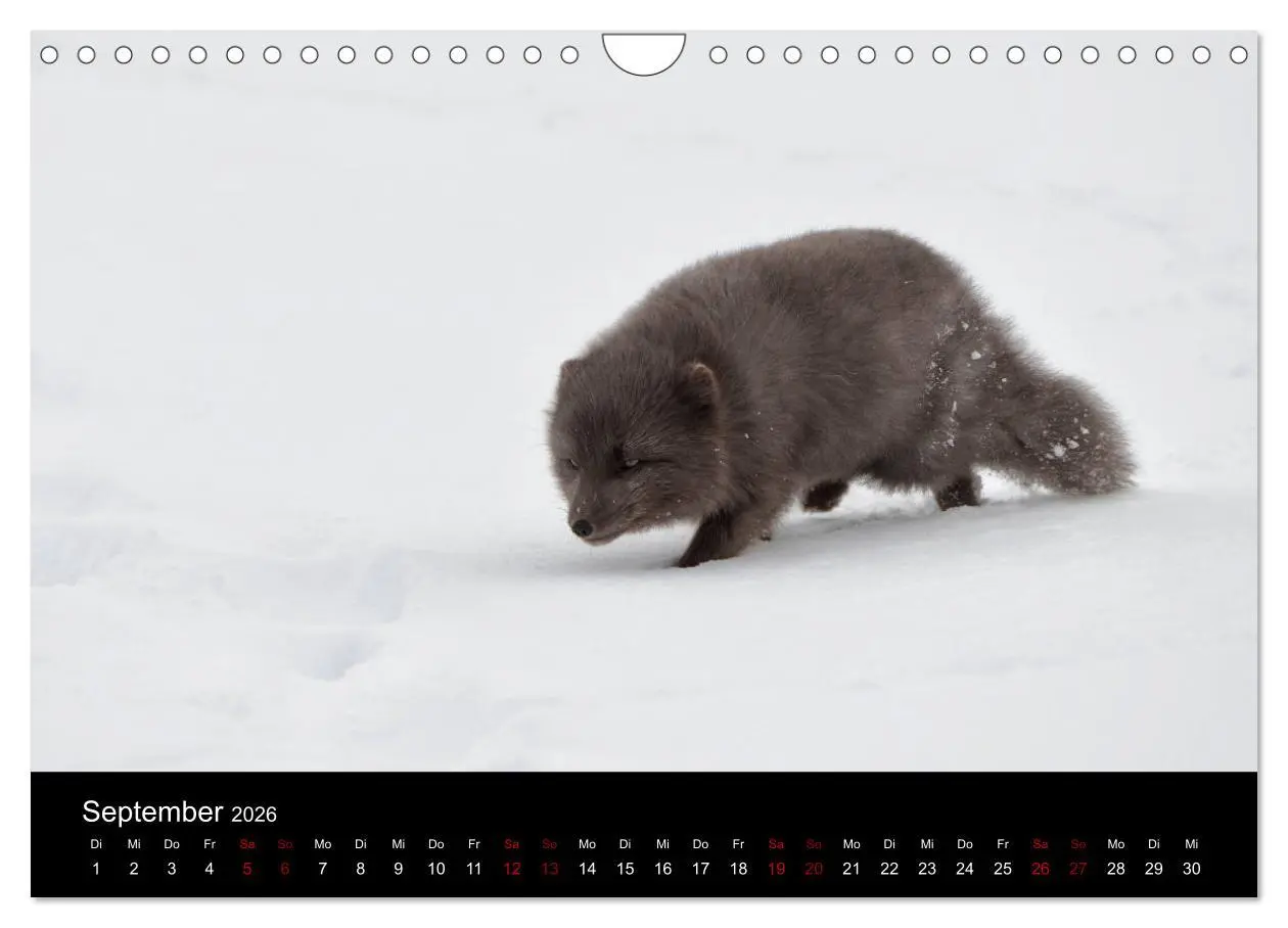 Bild: 9783457900666 | Polarfuchsstudien Wildlife (Wandkalender 2026 DIN A4 quer),...