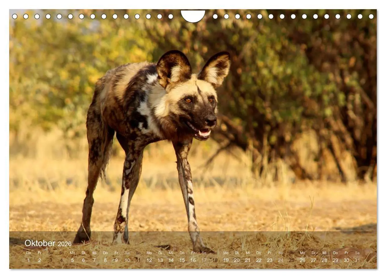 Bild: 9783516160666 | Botswana Wildlife (Wandkalender 2026 DIN A4 quer), CALVENDO...