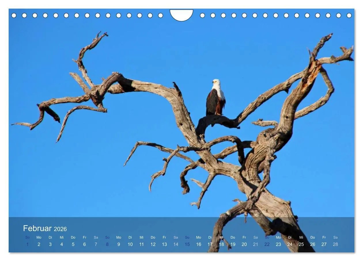 Bild: 9783516160666 | Botswana Wildlife (Wandkalender 2026 DIN A4 quer), CALVENDO...