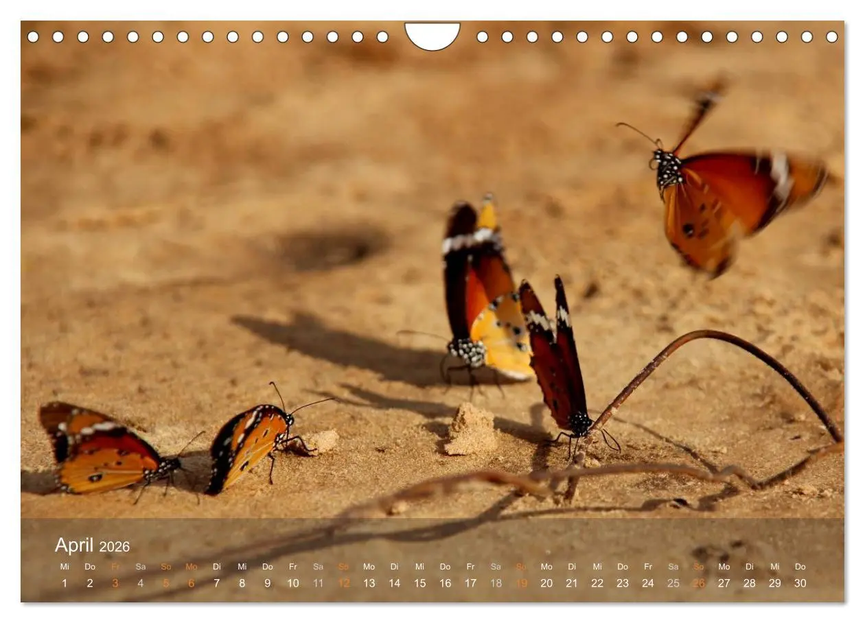 Bild: 9783516160666 | Botswana Wildlife (Wandkalender 2026 DIN A4 quer), CALVENDO...
