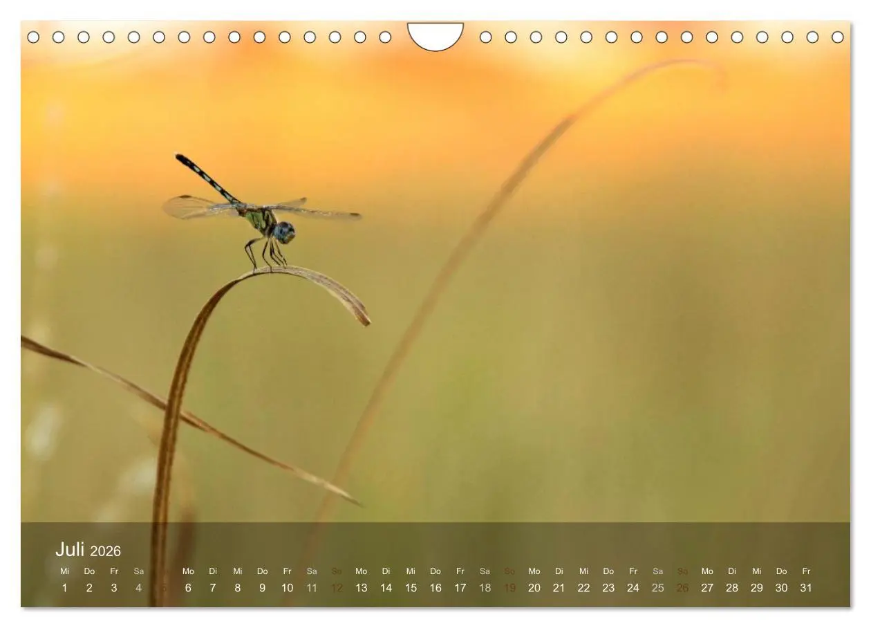 Bild: 9783516160666 | Botswana Wildlife (Wandkalender 2026 DIN A4 quer), CALVENDO...